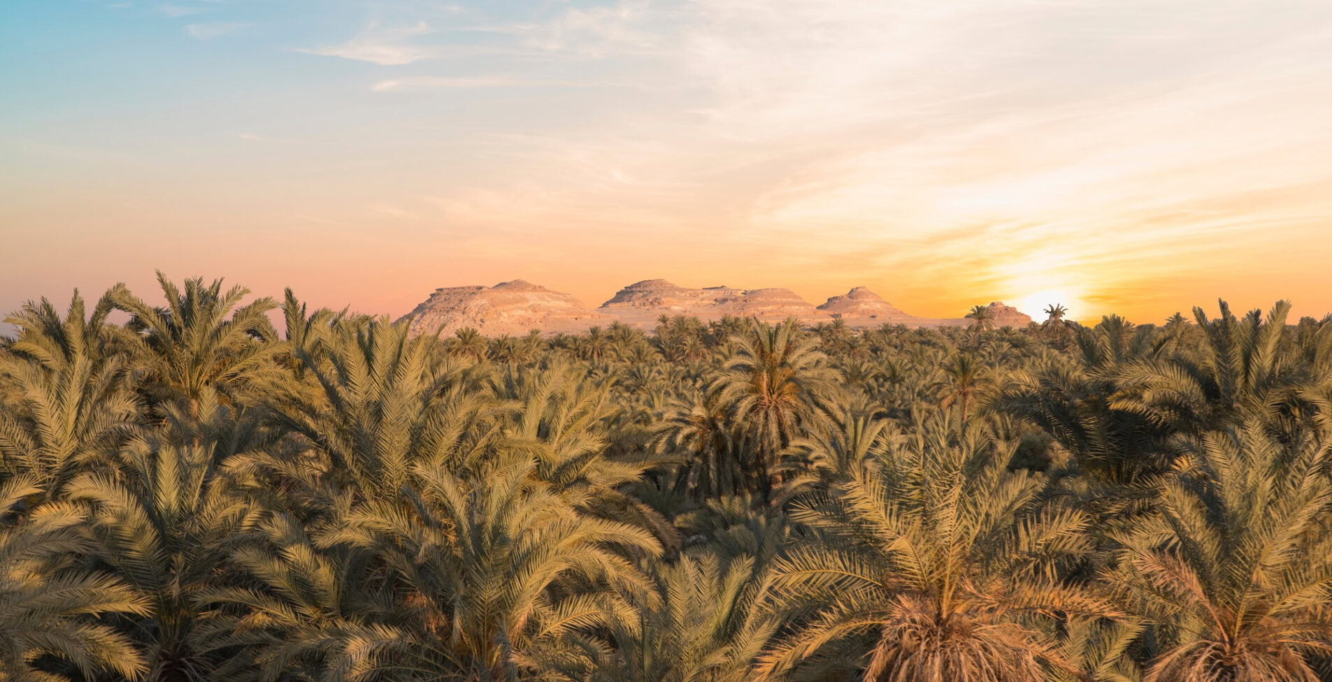 Beautiful view of the date grove from Gebel al Mawta in Siwa Oasis Egypt 1905x976 crop y89