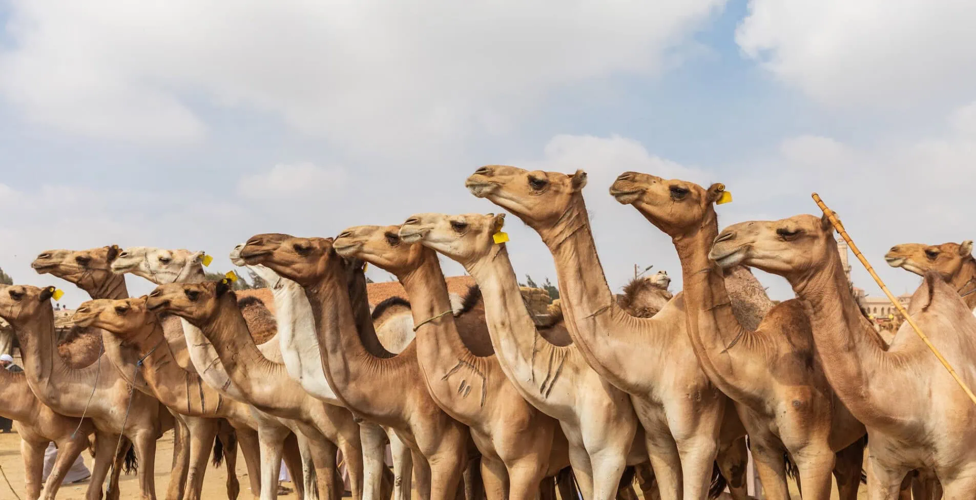 Camels at the Souq al Gamaal weekly camel market 1905x976 crop 48 66