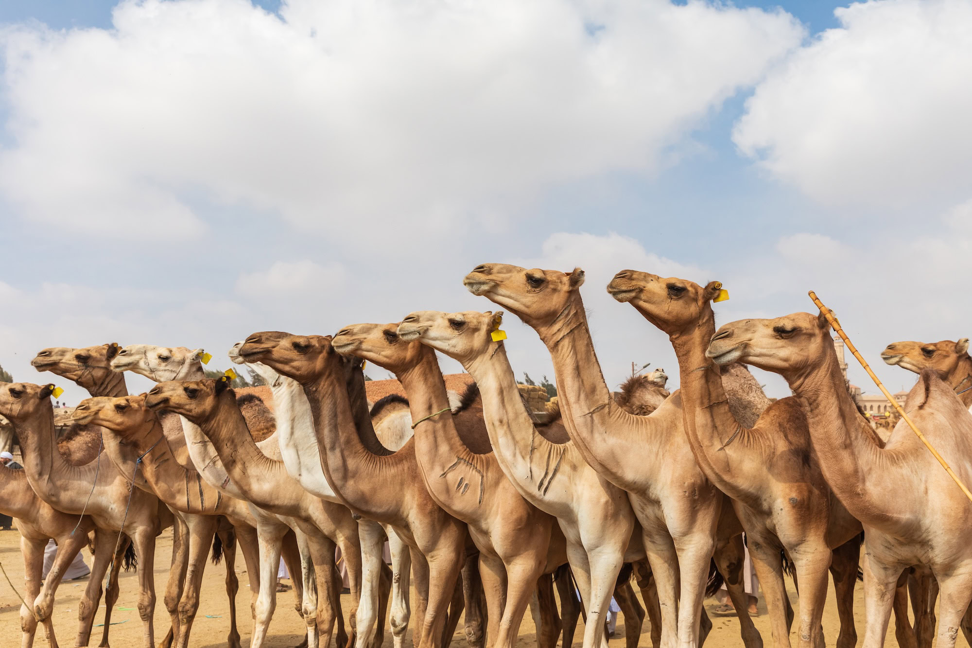 Birqash Camel Market