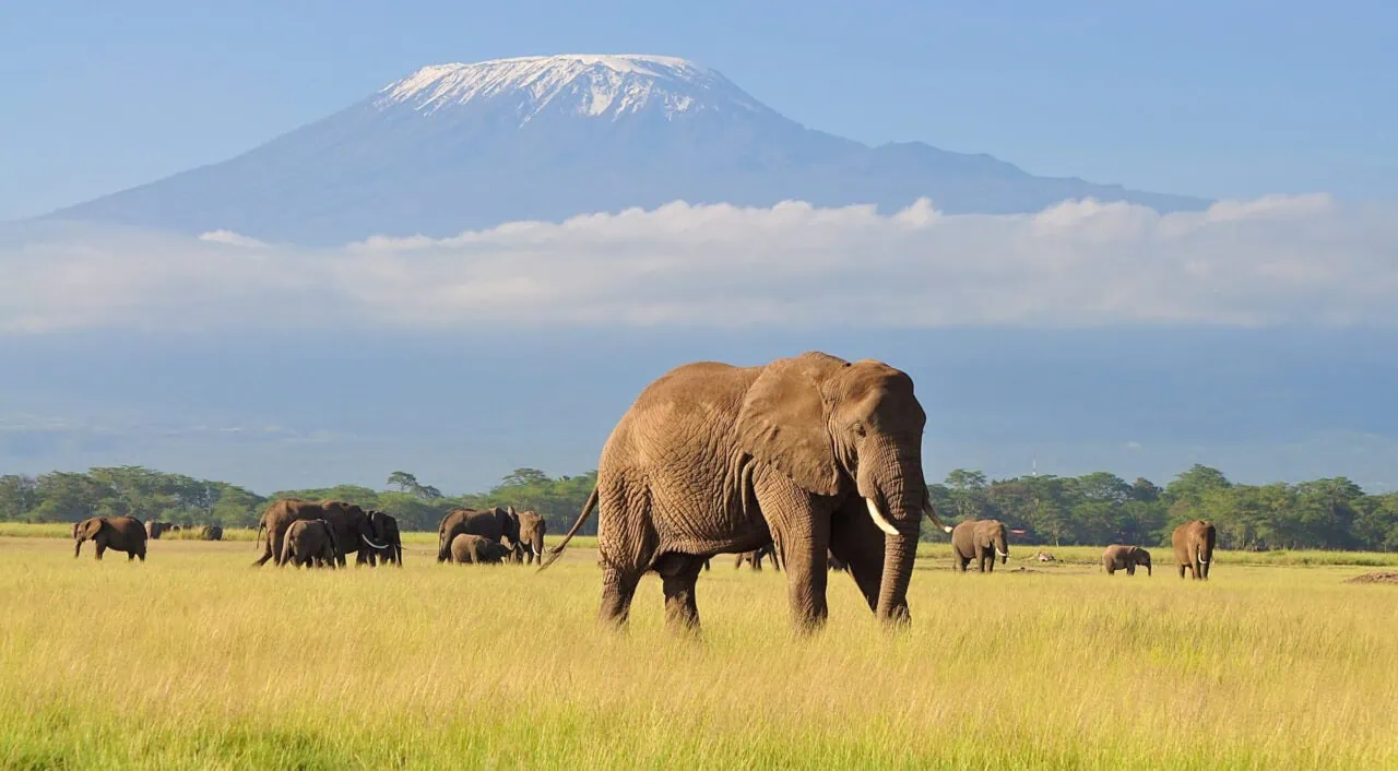 Amboseli National Park with Mount Kilimanjaro, Kenya