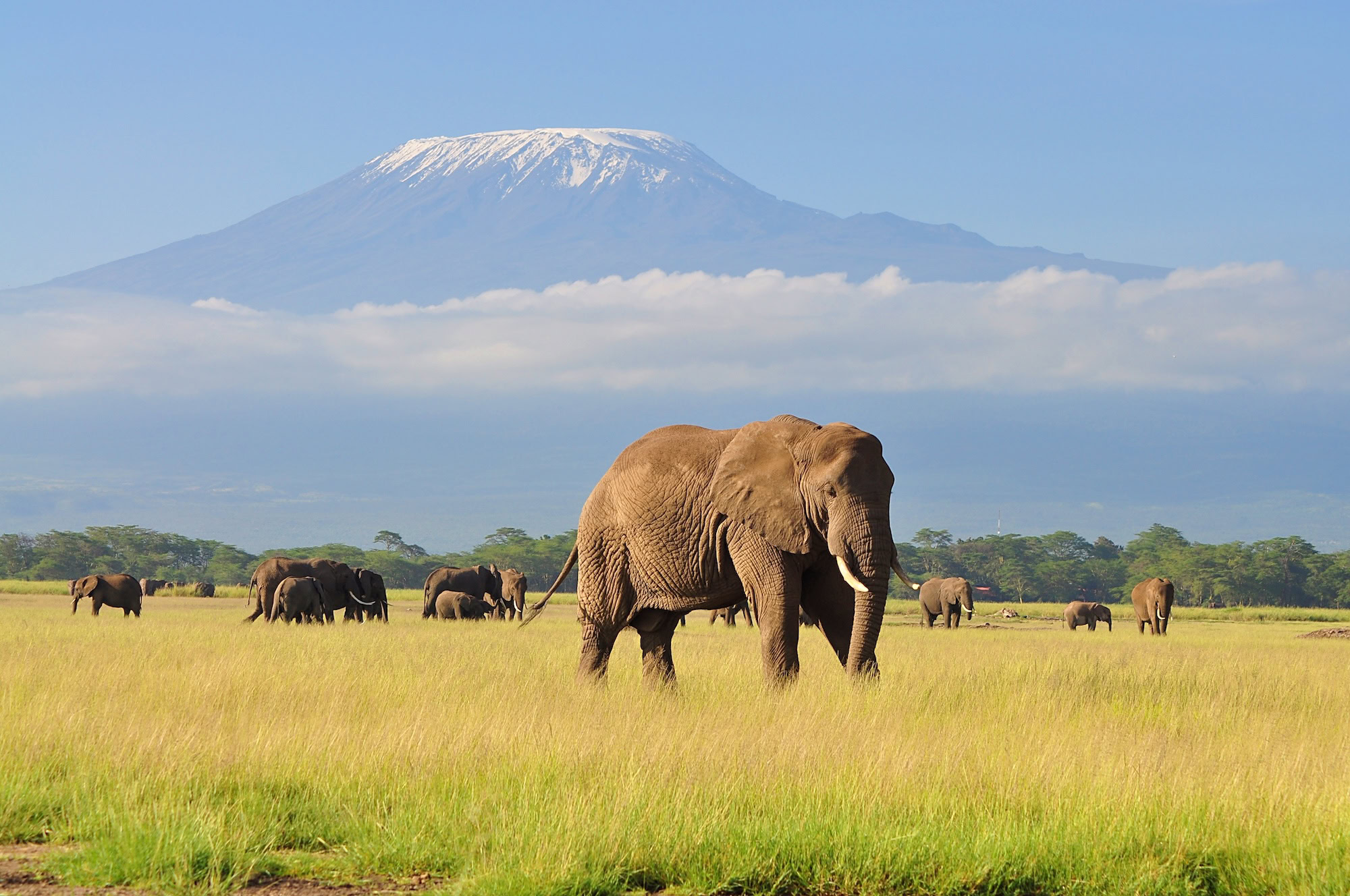 Amboseli National Park with Mount Kilimanjaro, Kenya