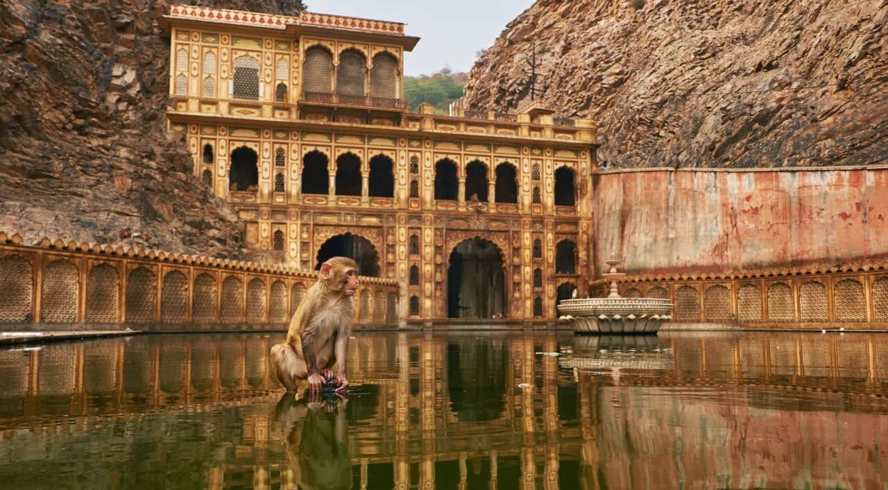Monkey Temple in Jaipur, India