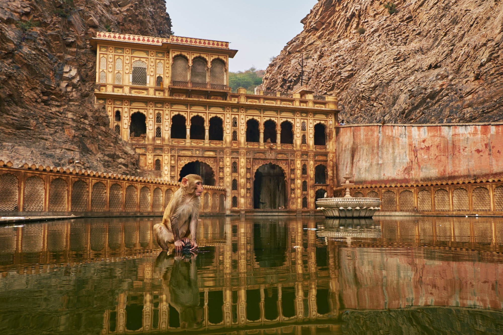 Monkey Temple in Jaipur, India