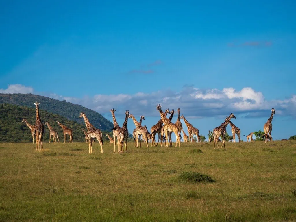 Herd of giraffes grazing on open savannah grasslands in Masai Mara Safari Park, Maasai Mara