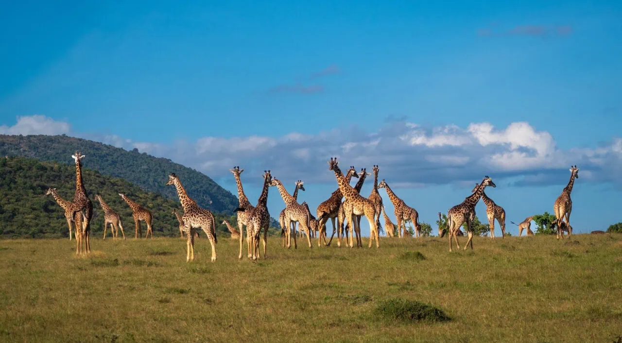 Maasai Mara National Reserve, Kenya