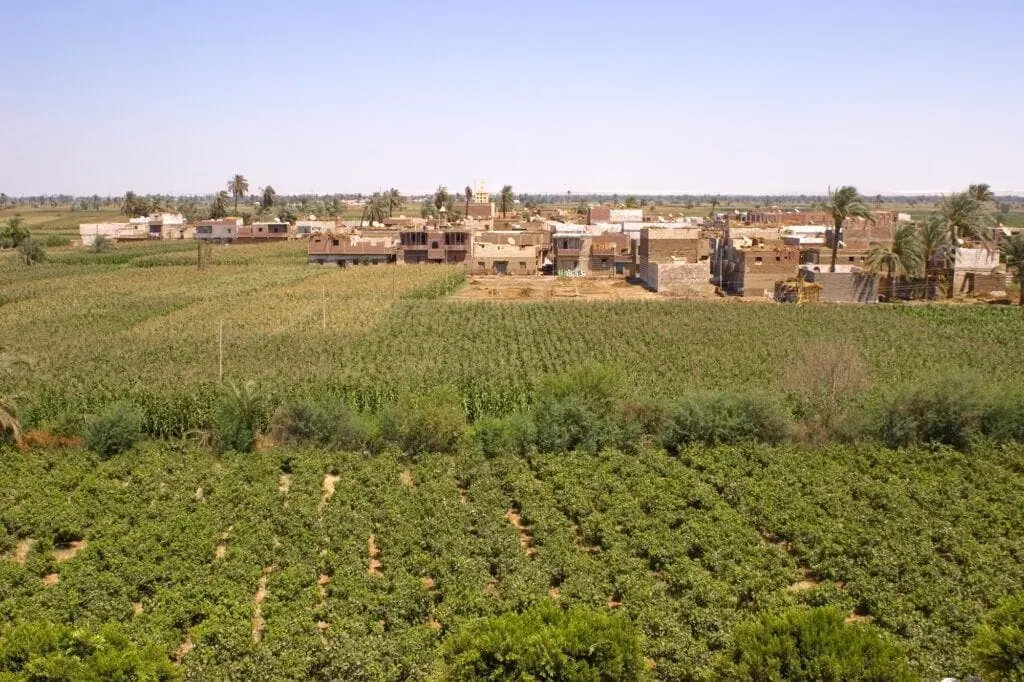 Vineyards during harvest season with workers and grapevines in El Minya, El Minya
