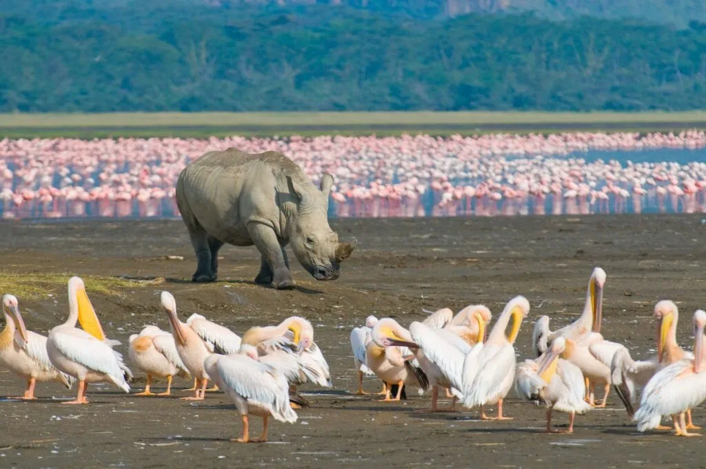 Rhino in Lake Nakuru National Park grassland