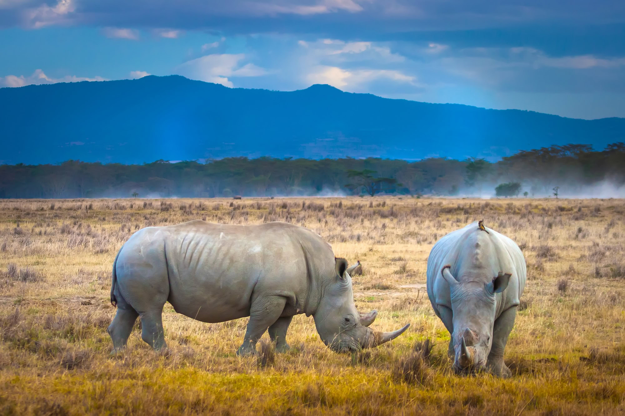 Lake Nakuru National Park, Kenya