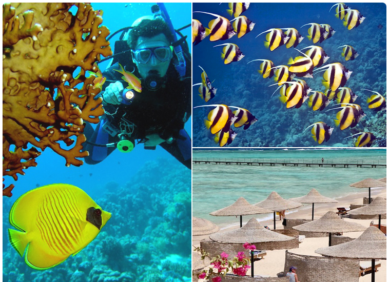 Subacqueo che esplora una barriera corallina colorata nel Mar Rosso