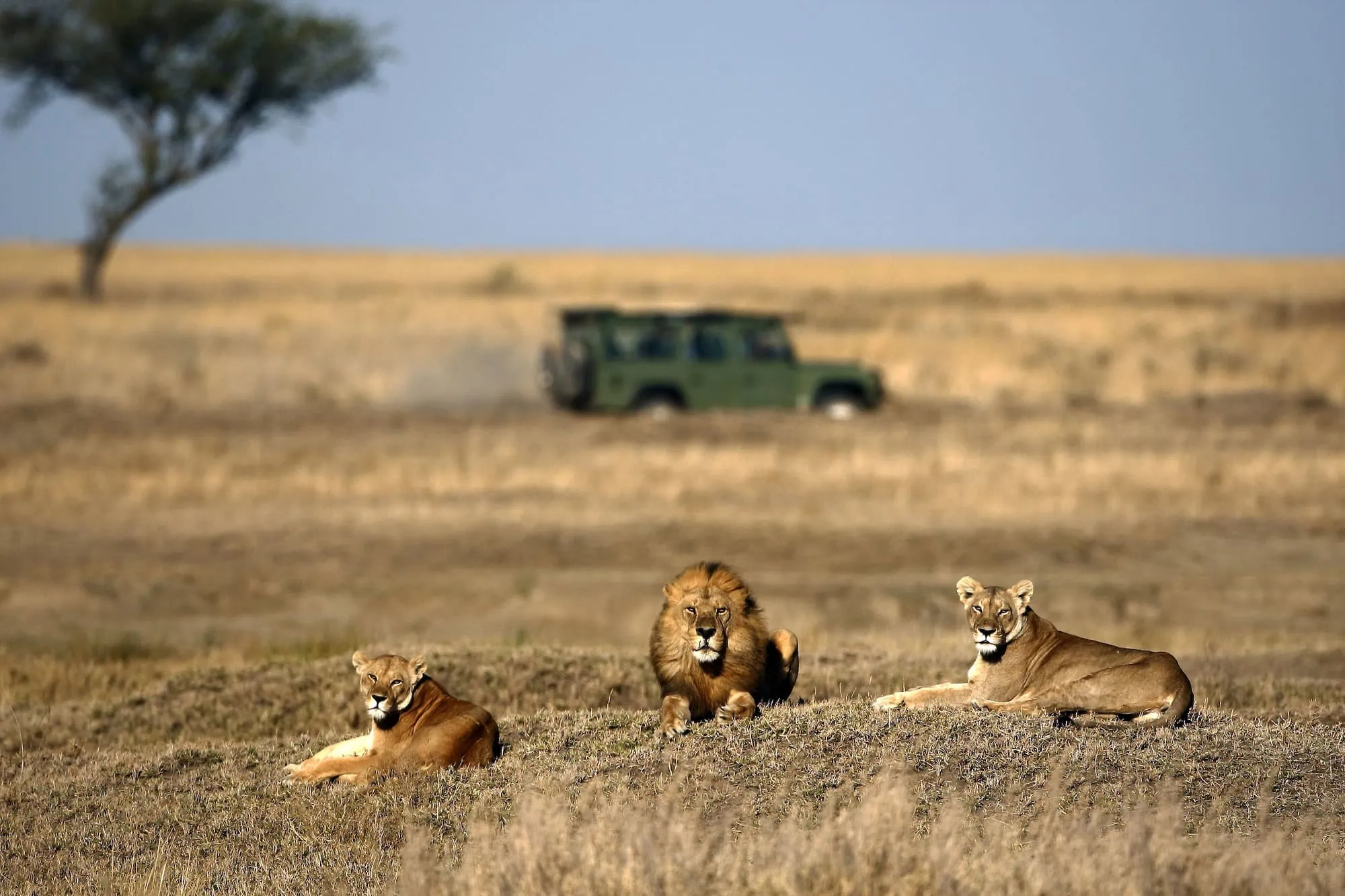 Three lions resting on African savanna with safari vehicle and acacia tree