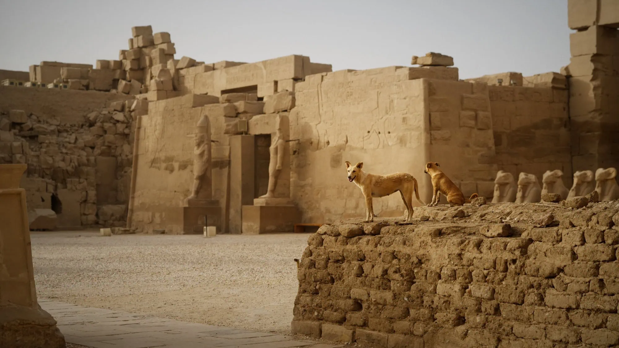 Sito archeologico egiziano con tempio antico, statue e rovine in condizioni ideali
