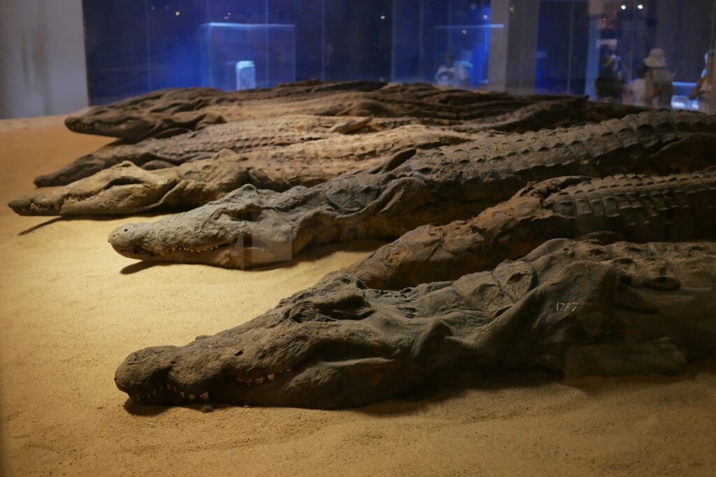 Mummified crocodiles in the crocodile museum at Kom Ombo in Egypt