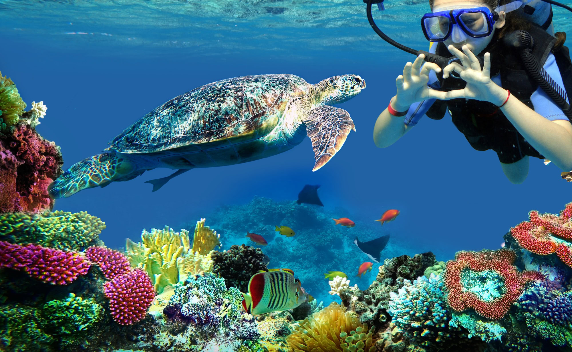 Scuba diver exploring coral reef with sea turtle and tropical fish underwater