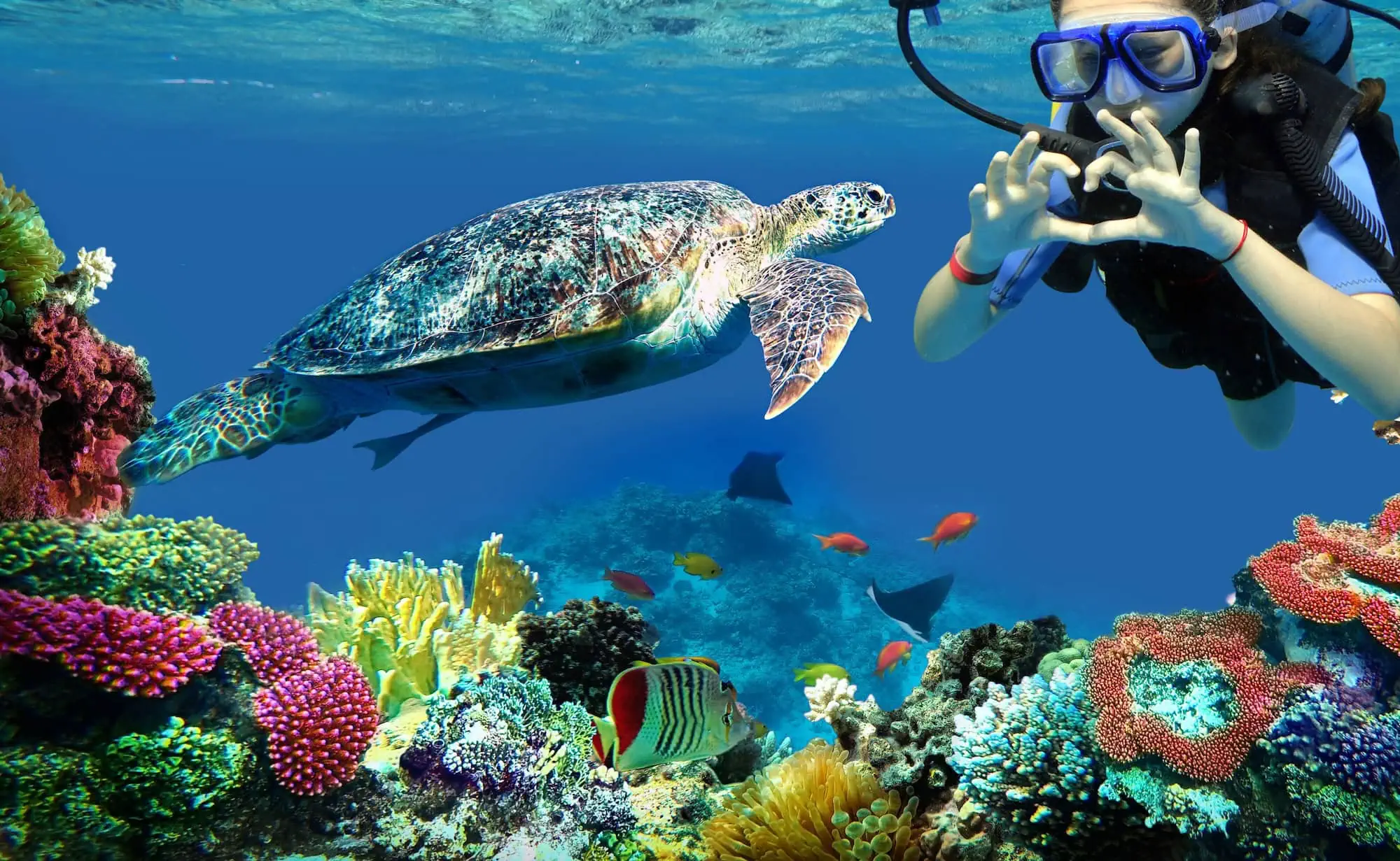 Scuba diver swimming near colorful coral reef with sea turtle