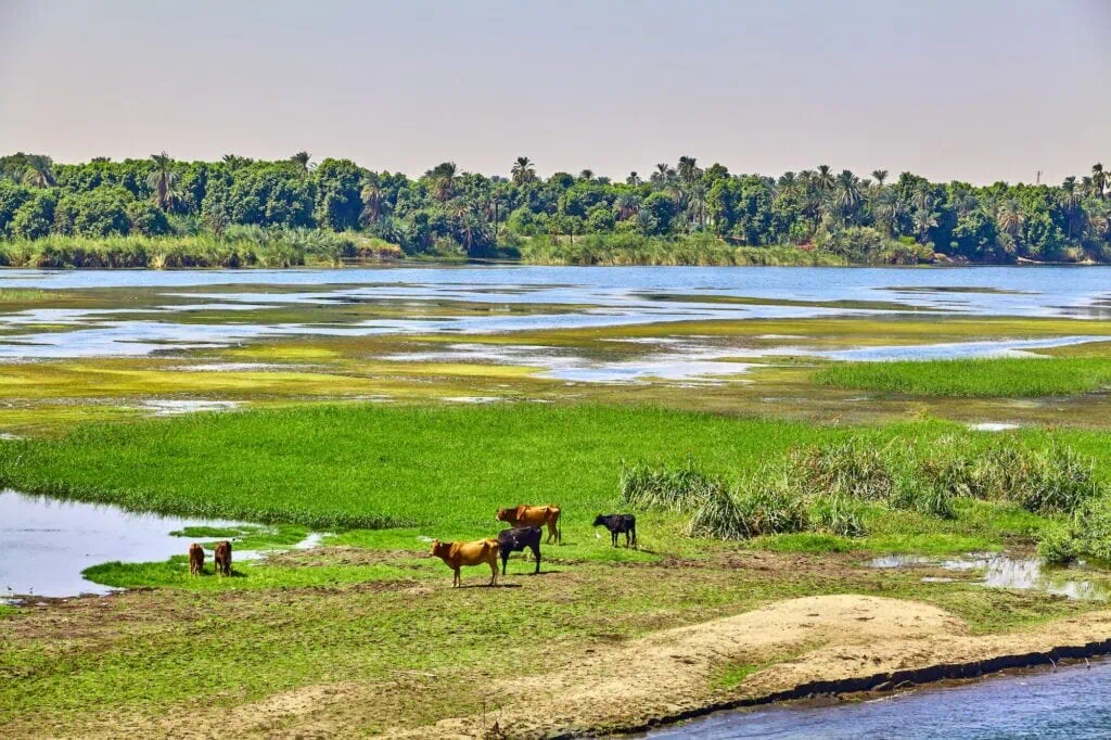 Cow standing on the grassy bank beside the River Nile