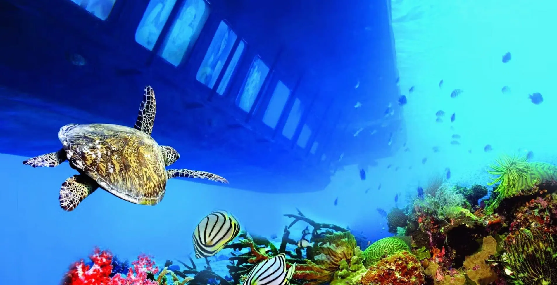 sharm submarine 1905x976 crop 53 64