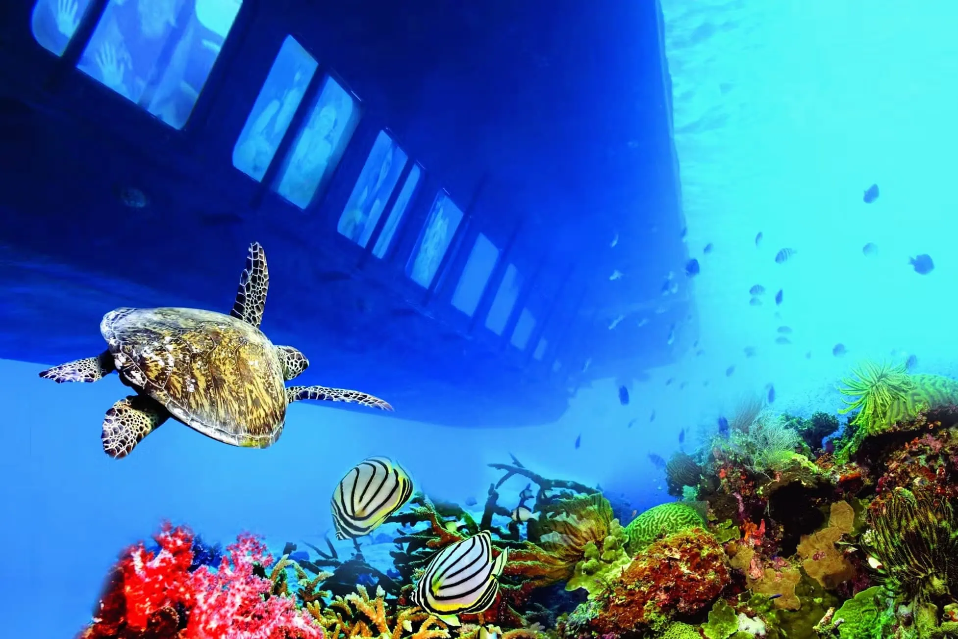 Sea turtle swimming in crystal clear waters above colorful coral reef with tropical fish