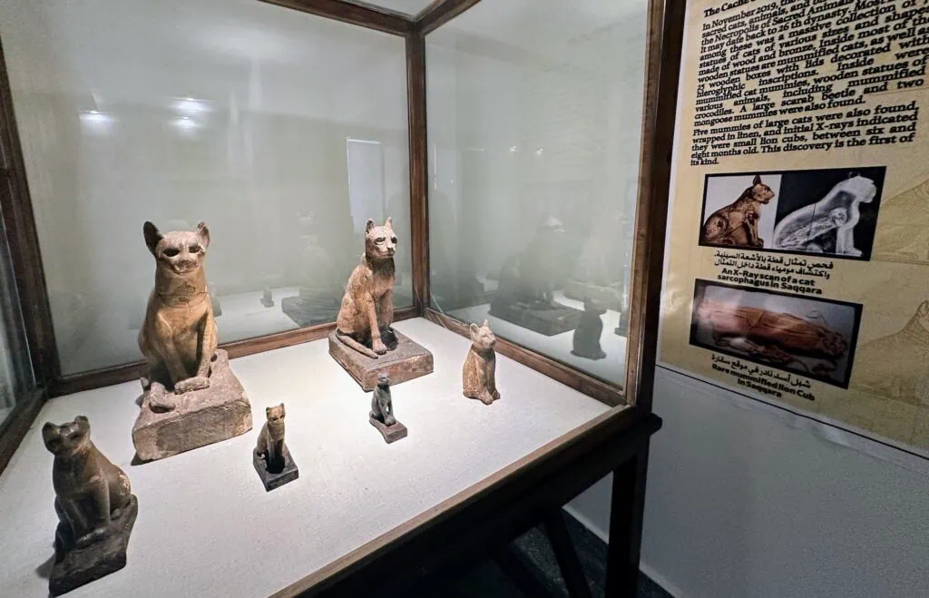 Wooden cat statues found in 2019 on display at the Imhotep Museum