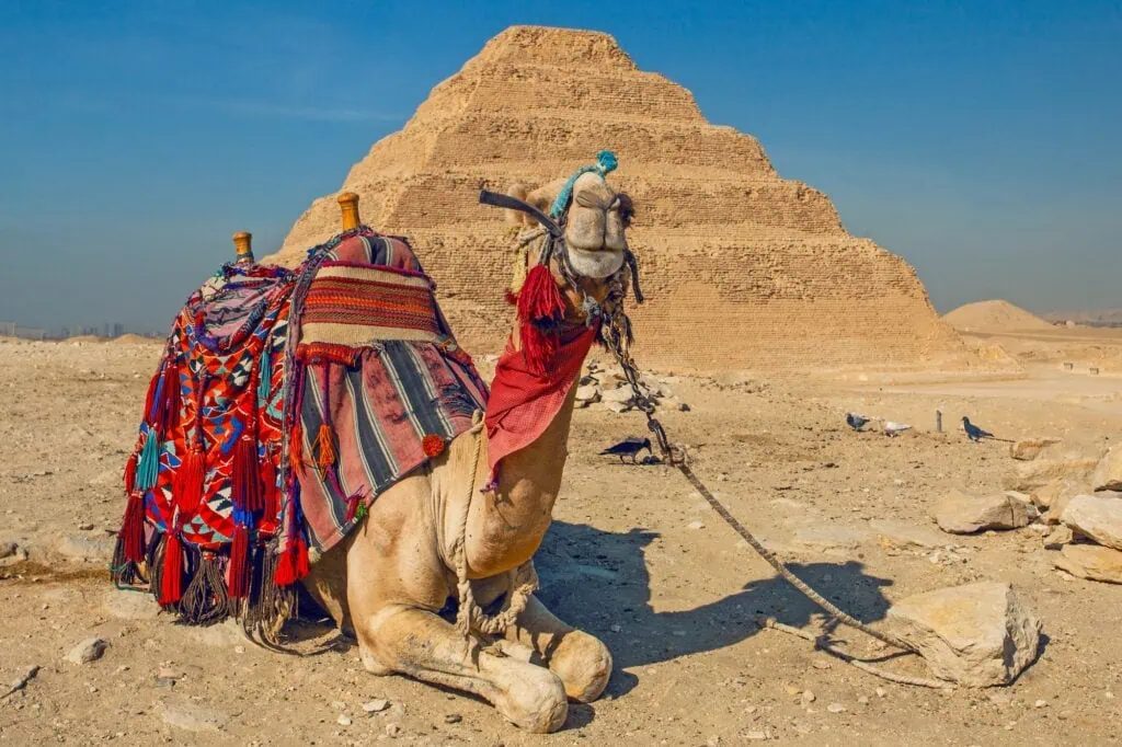 A camel resting near the Step Pyramid of Djoser, Saqqara