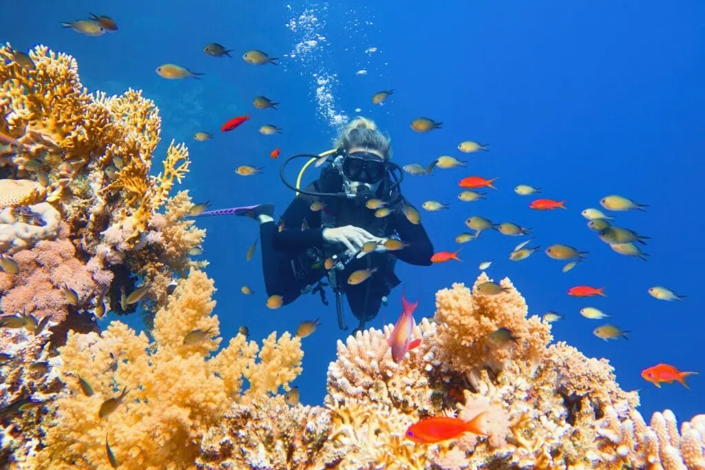 Woman scuba diver observing a coral reef with colorful fish in the Red Sea