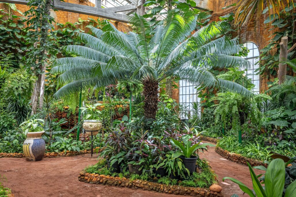 A mature palm tree centered inside the historic greenhouse of Montazah Palace gardens, Alexandria