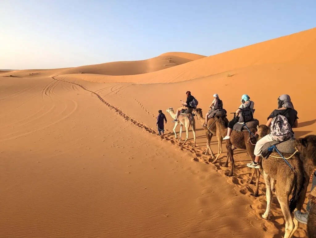 A caravan of dromedaries passing the Sahara desert in the evening, Erg Chebbi in Morocco