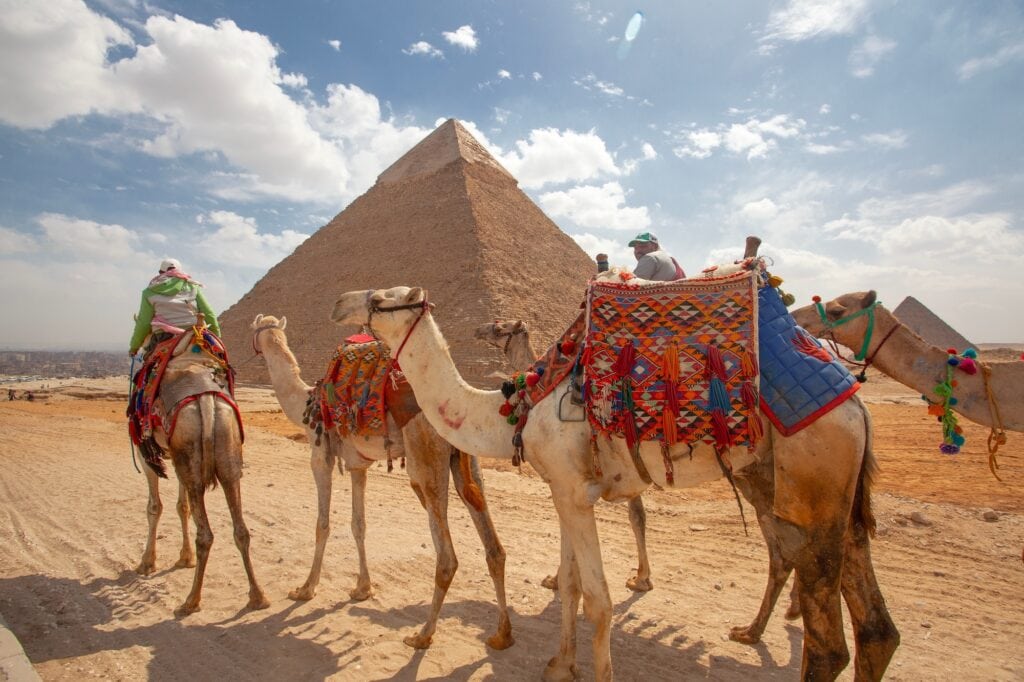 Camels standing on the desert plateau with the pyramids at the Giza Pyramids Necropolis, Giza