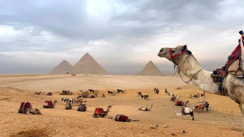 Camels resting in front of the Giza Pyramids, Giza