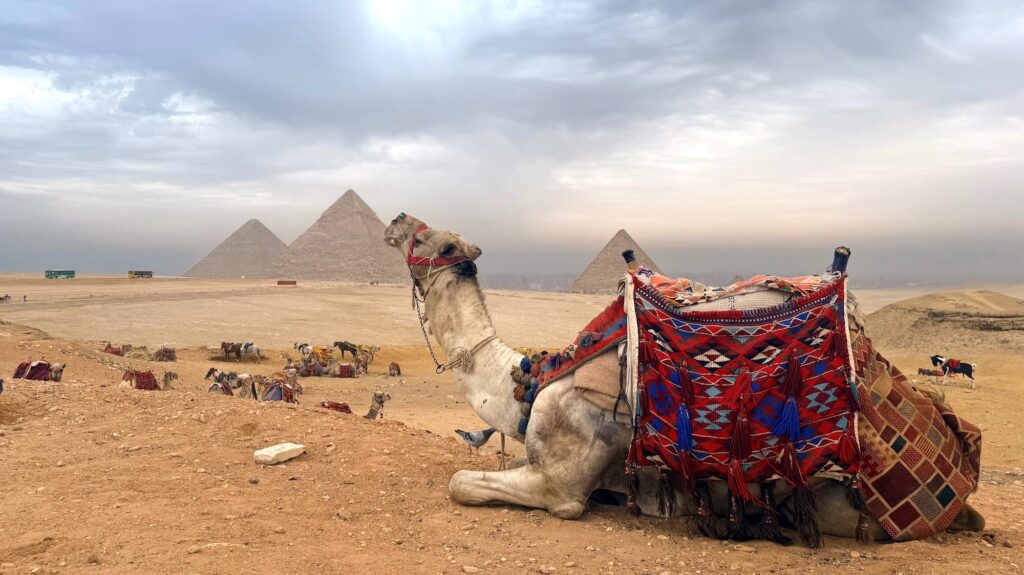 Camels resting on desert sand with the Giza Pyramids in the background, Cairo