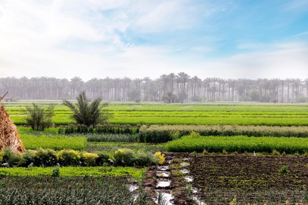 Green agricultural fields divided by irrigation channels along the riverbank, Nile River, Luxor