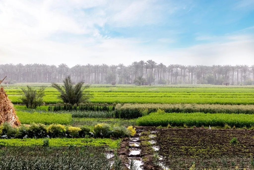 Green agricultural fields divided by irrigation channels along the riverbank, Nile River, Luxor
